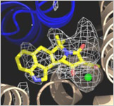 SERCA with ligand